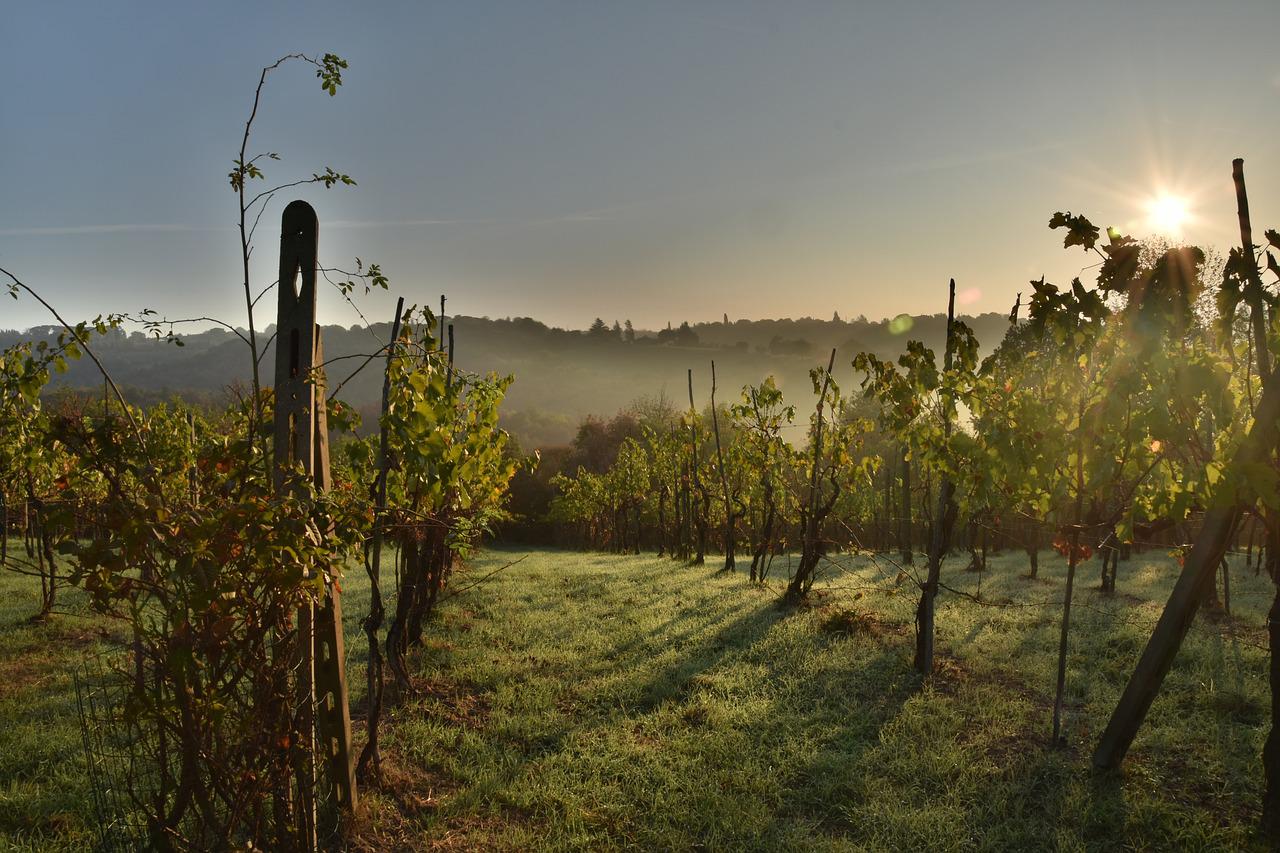 You are currently viewing Degustace španělských vín a delikates v Art-n-Coffee – 6. září 2022