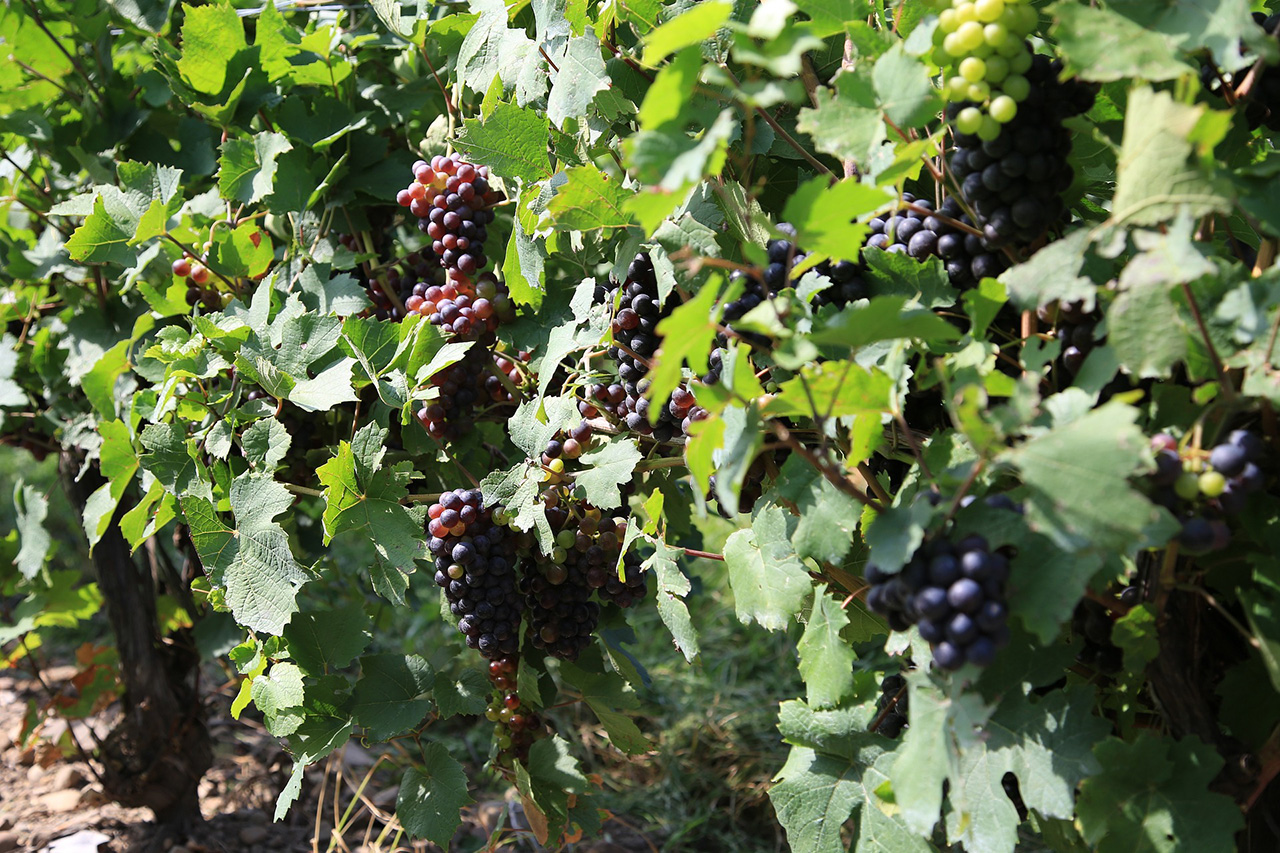 You are currently viewing Degustace rakouských vín Nové vinařství – Landauer a něco navíc