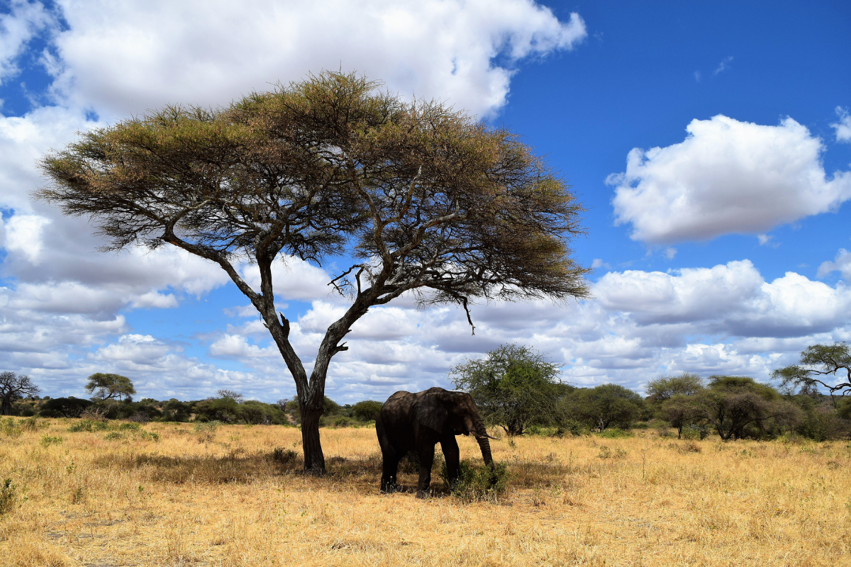 You are currently viewing Uganda a Tanzanie – ráj zvířat v Art-n-Coffee