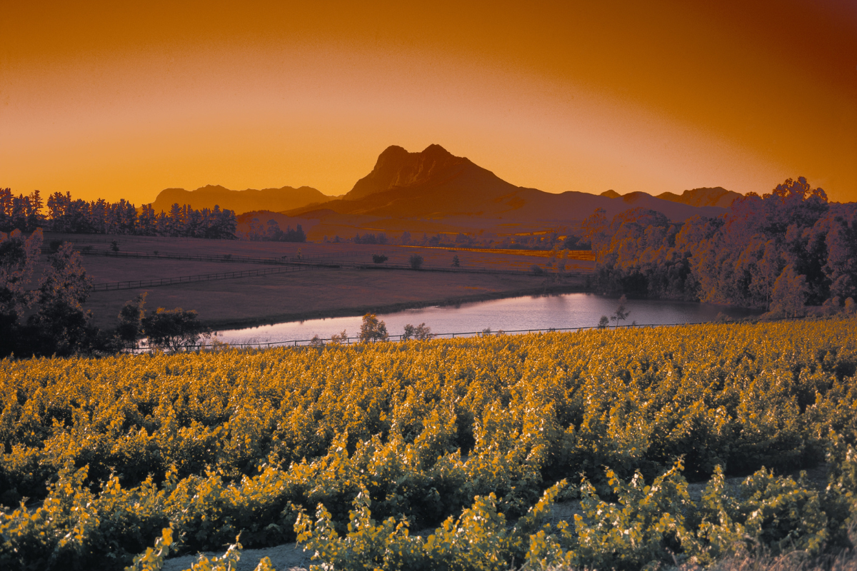 Read more about the article Poznejte s námi Chardonnay a mnohem víc v Art-n-Coffee