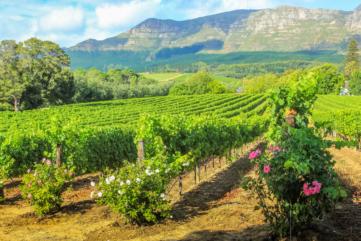 Read more about the article Degustace Vína zalitá sluncem od House of Wine v Art-n-Coffee